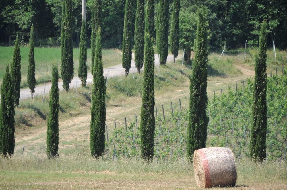 Tenuta Casabianca ムルロ エクステリア 写真